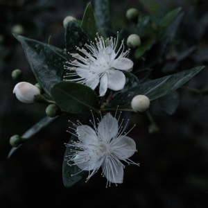 The Myrtle in Bloom