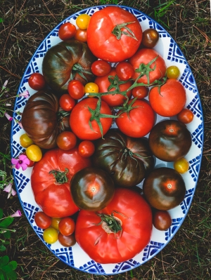 &lsquo;Traditional&rsquo; Spring Tomatoes