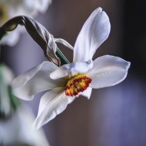 The garden Narcissi